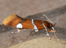 Suzuki's Promalactis